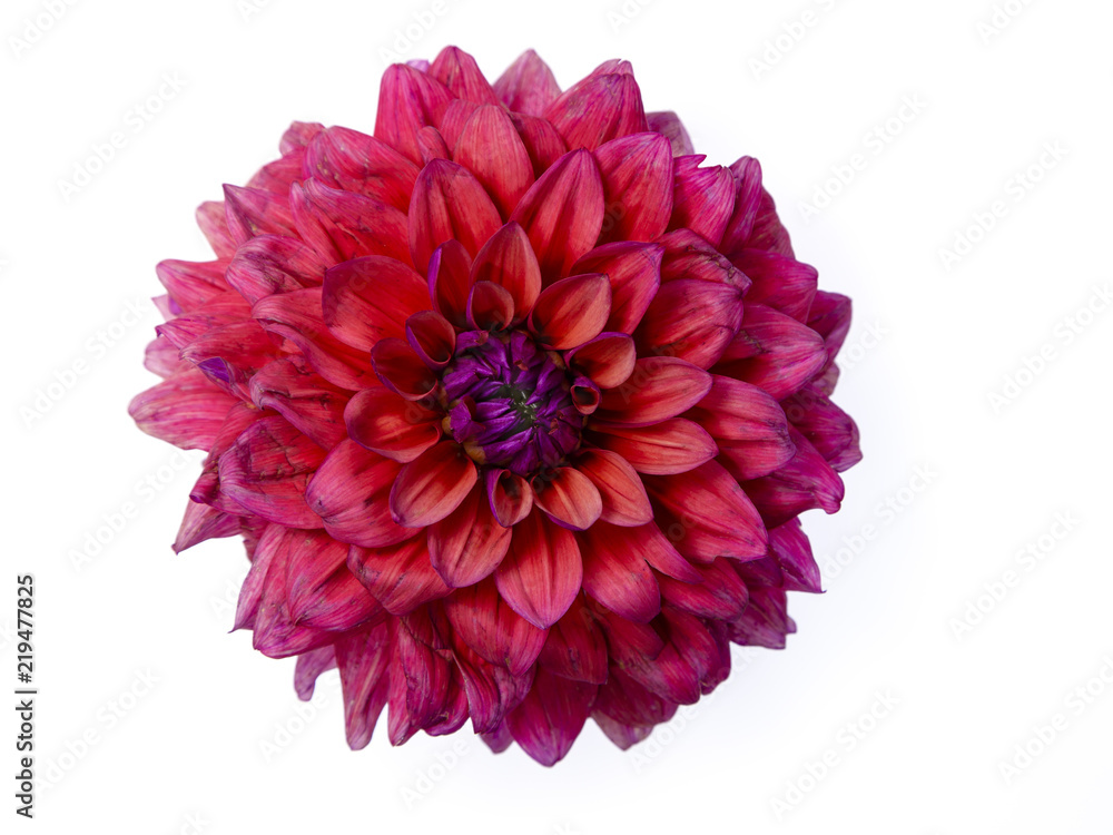 Magenta and orange dahlia flower silhouetted on white