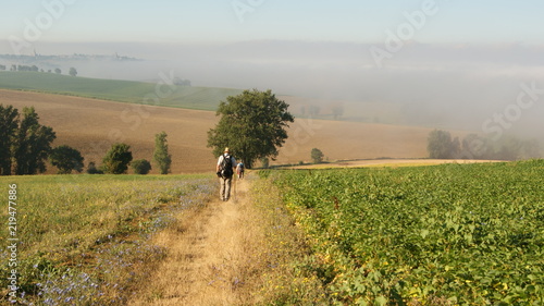 Field with a central track going to a tree and people and pilgrims walking the Camino de Santiago