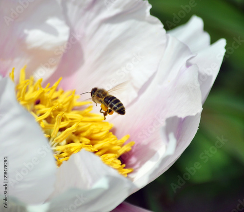 Honey bee flies to the flower of the pion dendriform