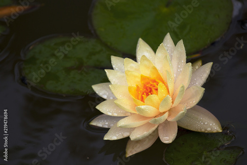 Lily in Rain