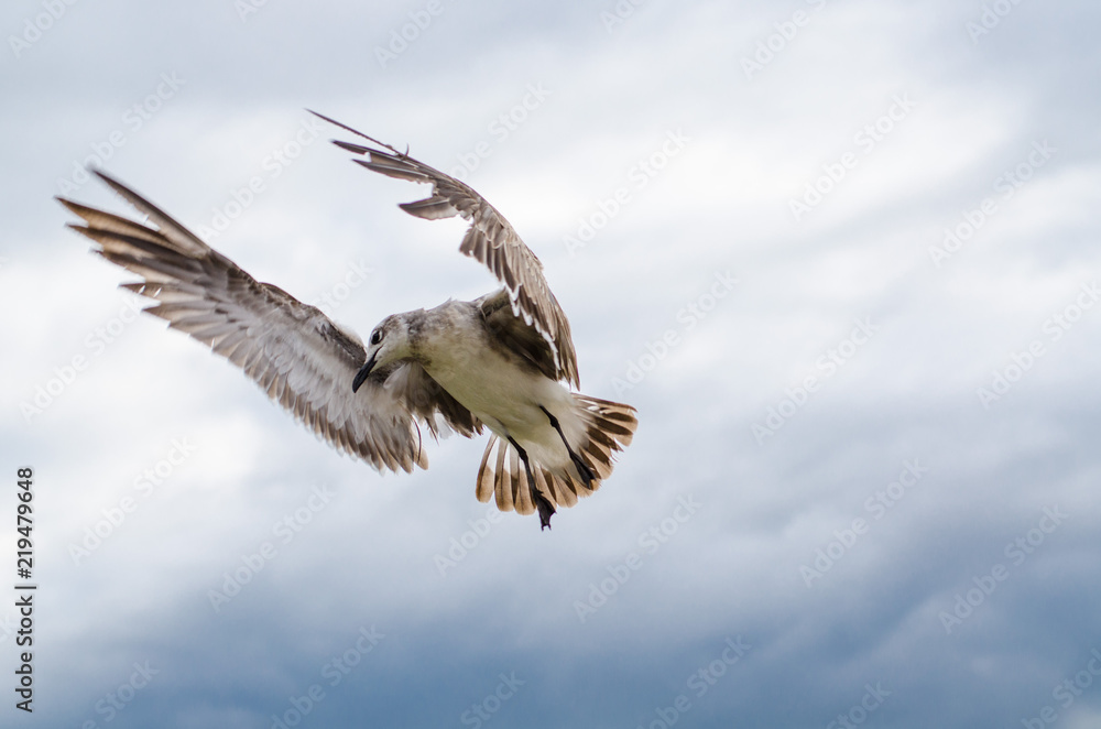 seagull seagull