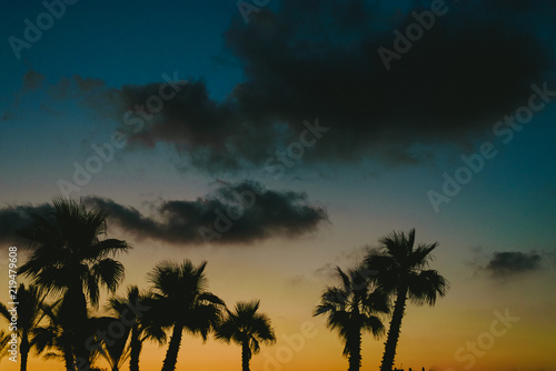 Backlit palm trees at sunset in a beach resort town in summer.