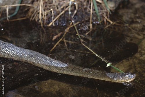 Florida Green Watersnake (Natrix Cyclopion Floridana)