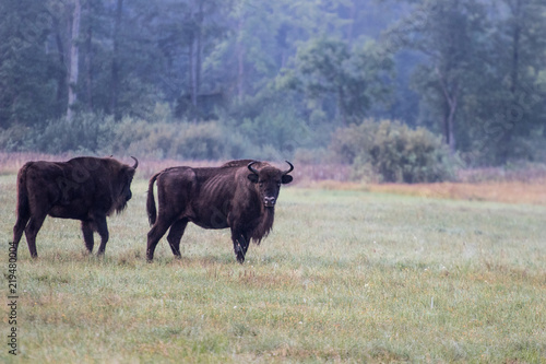 Fototapeta Naklejka Na Ścianę i Meble -  European bison in the morning fog in the forest. Wildlife photography of wild animals in the forest. Plain in the middle of the primeval forest where bisons graze freely