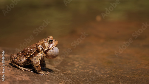 Rare In Day Light Toad Inflating To Call Mate