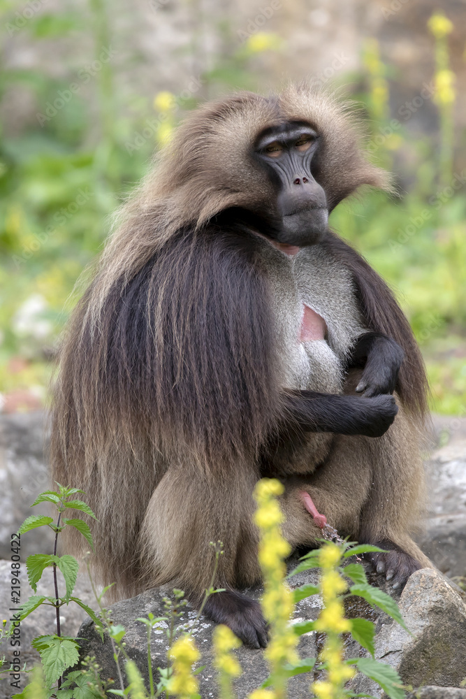 Male bleeding-heart monkey