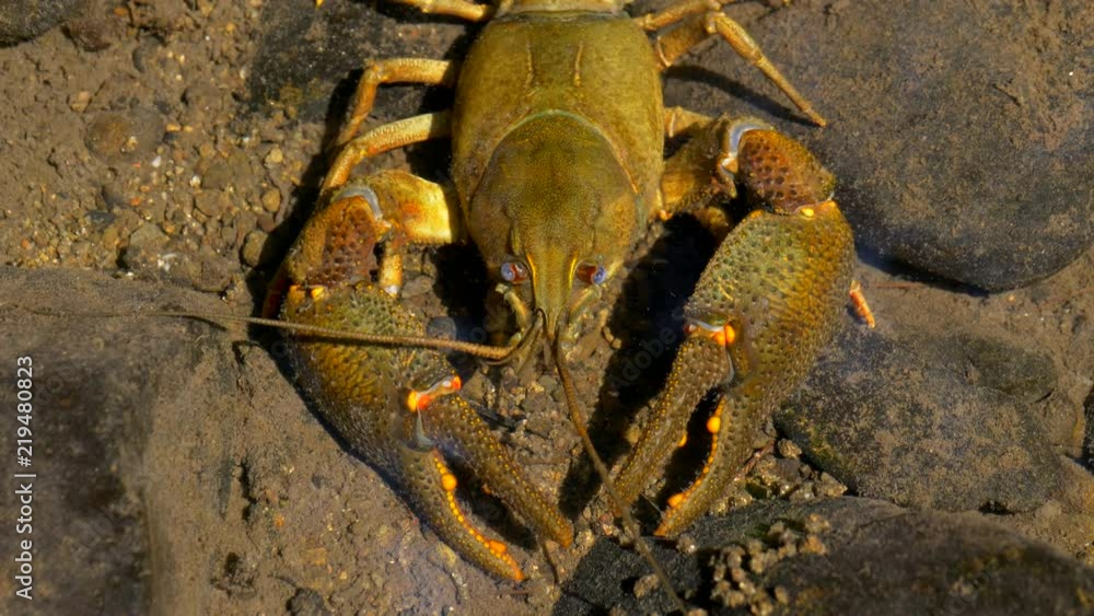 European crayfish (Astacus astacus) detail European crayfish (Astacus astacus) detail