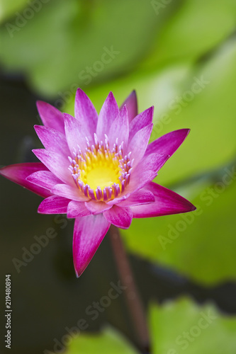 lotus 