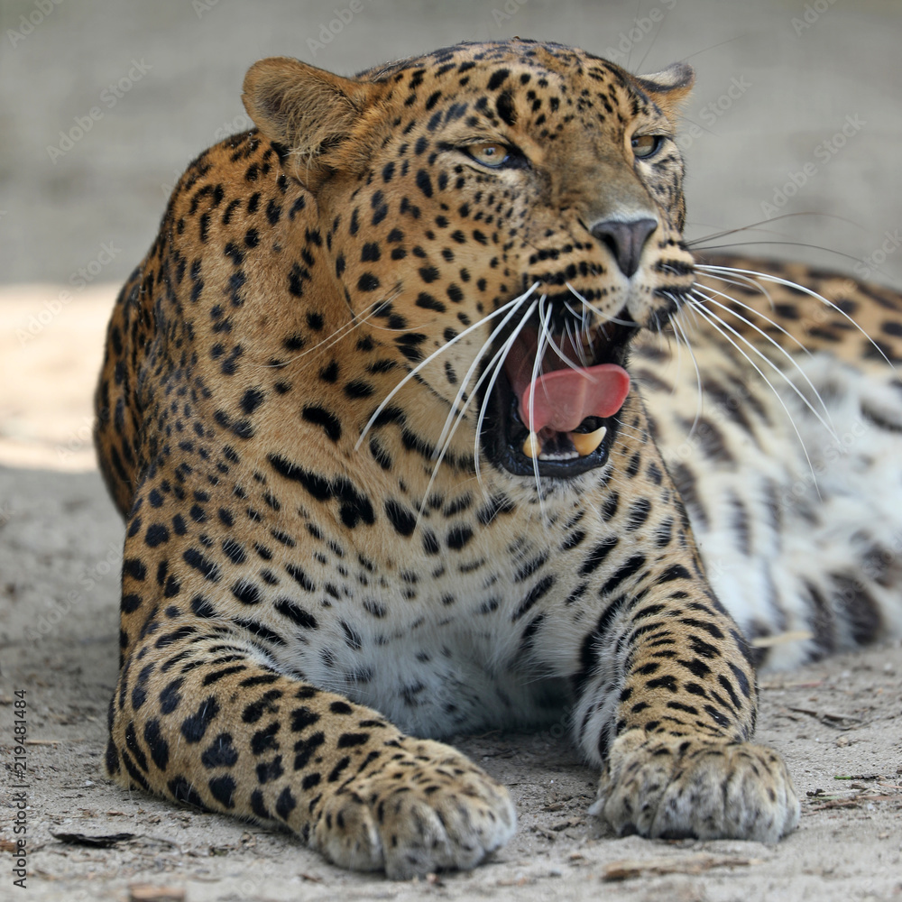 Obraz premium Lampart lankijski