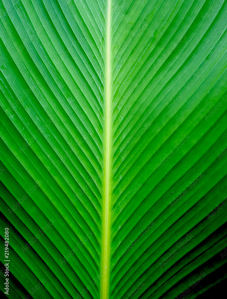 Closeup Green banana leaf texture, Abstract Banana leaf background Stock  Photo | Adobe Stock