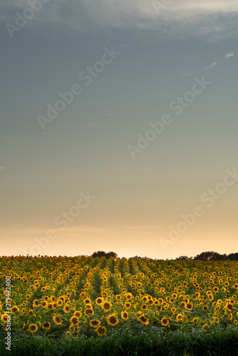 Sunflower Field at sunset in Minnesota