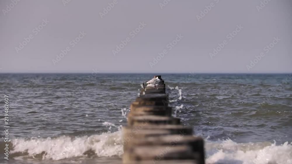 Seagull perched on pier, slow motion Seagull perched on pier, slow motion