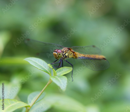 Dragonfly, close shot of an insect sitting on a leaf, clearly visible details macro photography, Poland