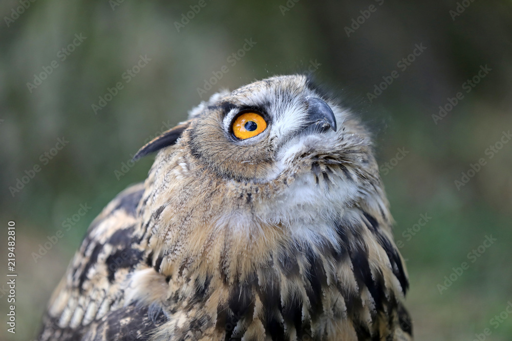 Obraz premium Eurasian Eagle Owl