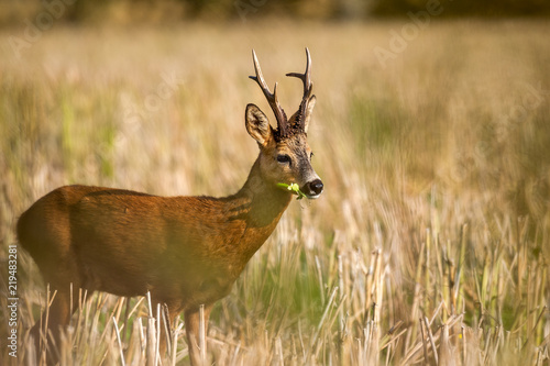 Roe deer