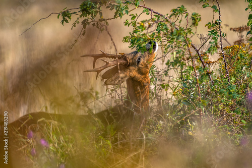 Roe deer photo