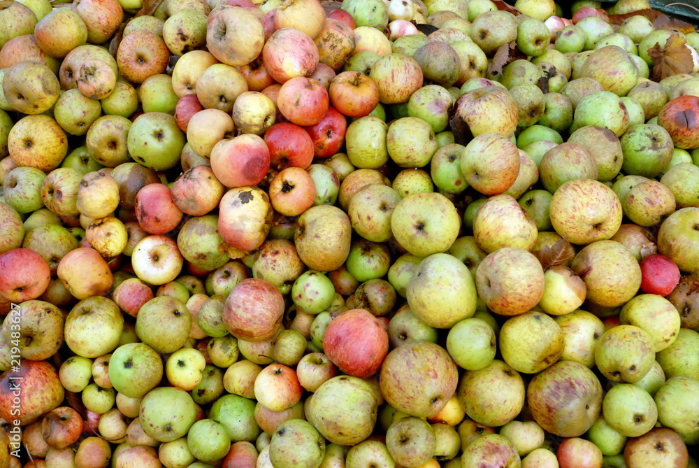Pommes à cidre avant le pressage, Normandie, France Pommes à cidre avant le pressage, Normandie, France