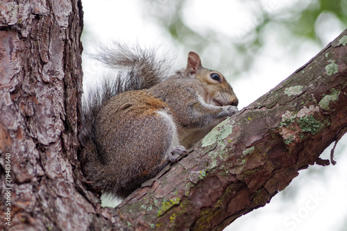 Squirrel on top