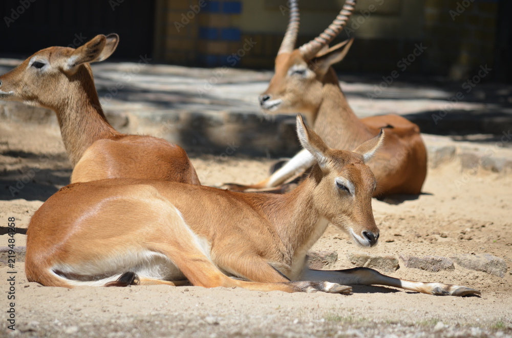 sun day wild deer sleep animal antelopes sun day wild deer sleep animal antelopes