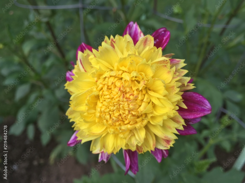 Obraz premium Public Gardens 2018 4