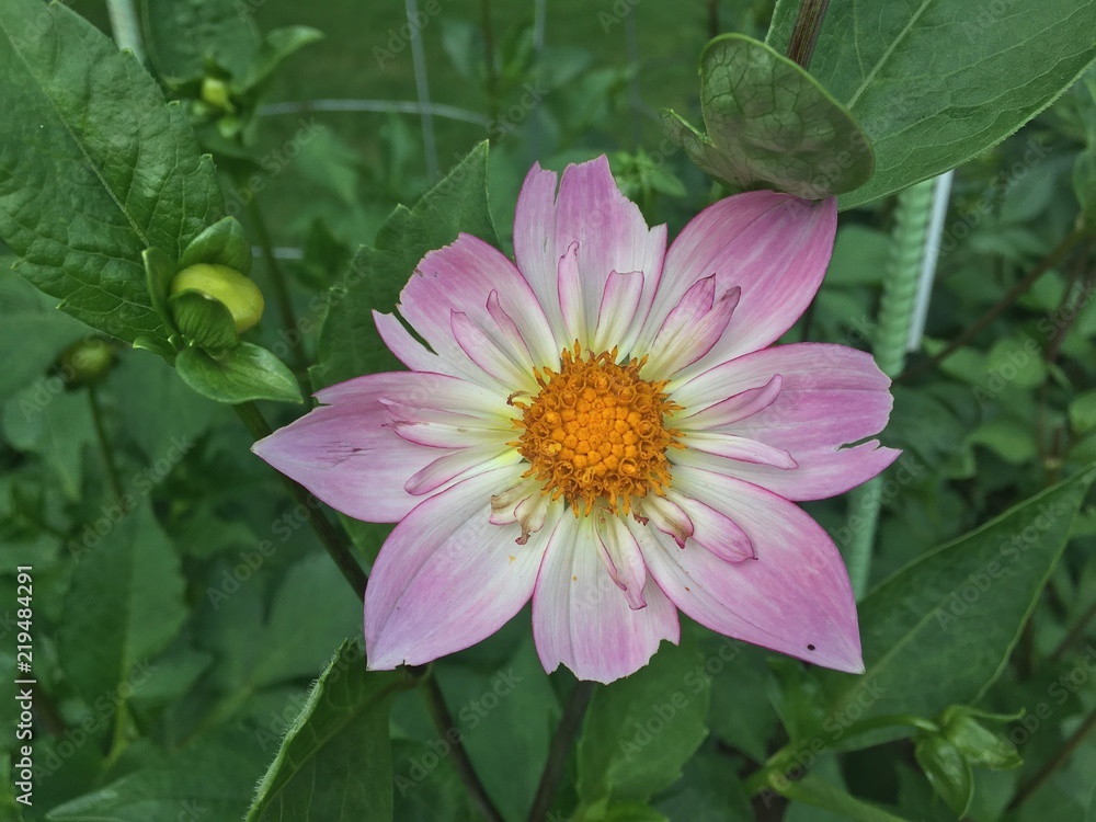 Public Gardens 2018 6 Public Gardens 2018 6