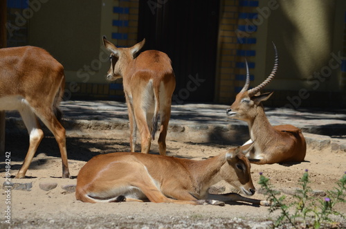 Fototapeta Naklejka Na Ścianę i Meble -  sun day wild deer sleep animal  antelopes