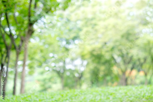 Fototapeta Naklejka Na Ścianę i Meble -  Blurred spring and summer nature outdoor background, Blur green park background