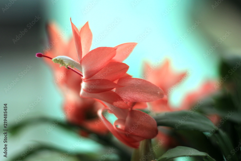 Obraz premium Brazil