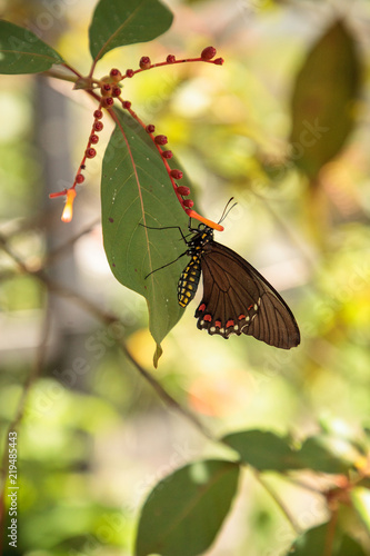 Common rose butterfly Pachliopta aristolochiae photo