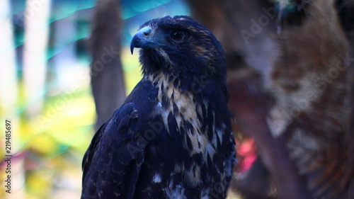 Foto Aguila