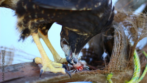 Naklejka Aguila comiendo