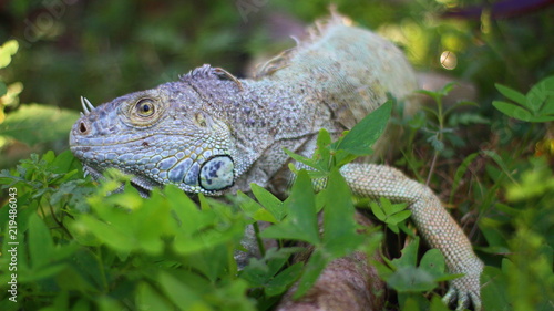 Konstfotografi Iguana