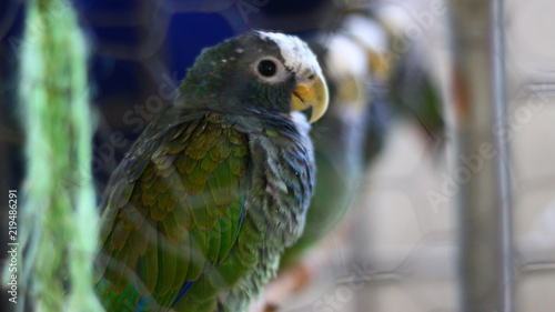 Konstfotografi Perico