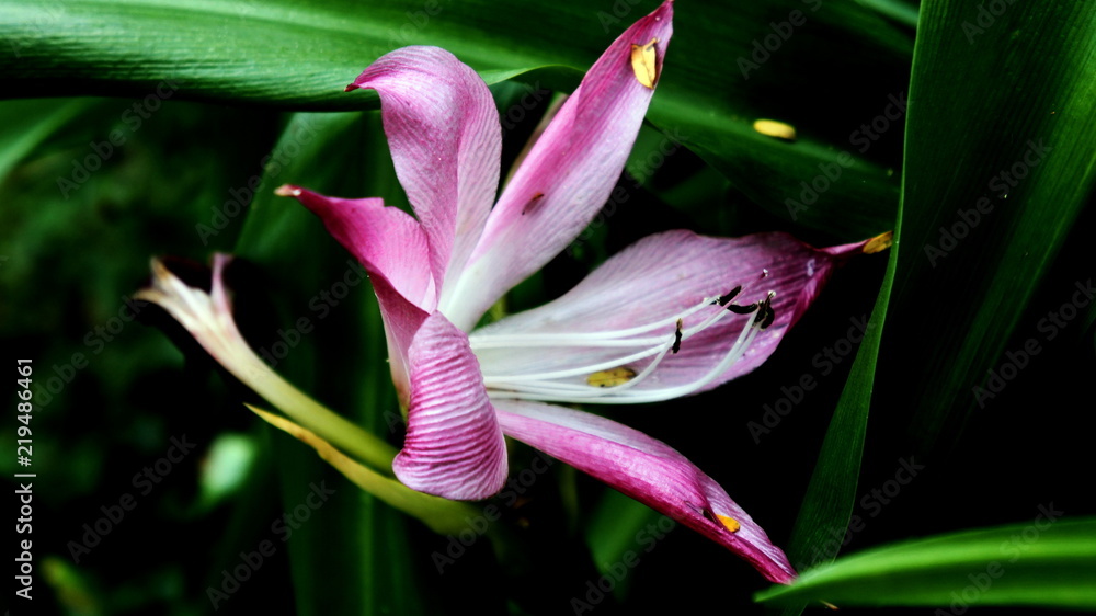 Obraz premium Brazil