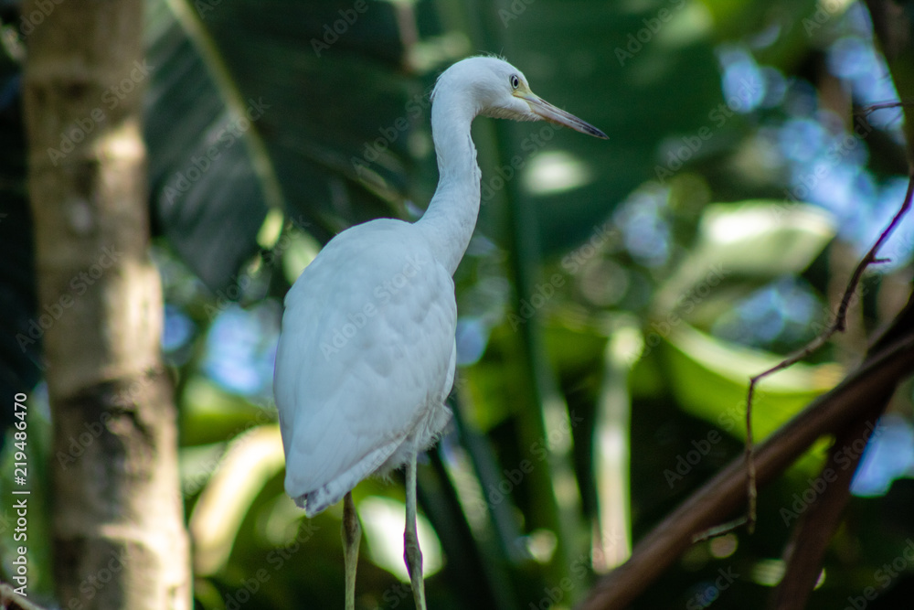 Fototapeta premium Juvenile little blue heron