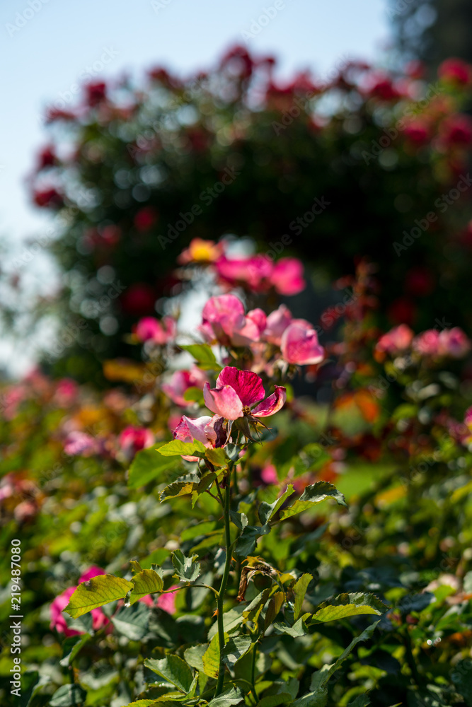 red roses and blurry rose door background in Rose Gardens red roses and blurry rose door background in Rose Gardens