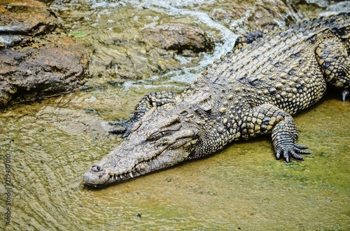 Crocodile in Crocodile Farm