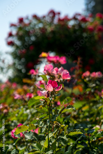 red roses and blurry rose door background in Rose Gardens © tagsmylife