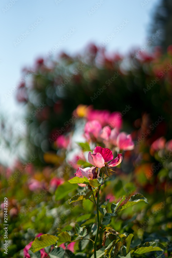 Obraz premium red roses and blurry rose door background in Rose Gardens