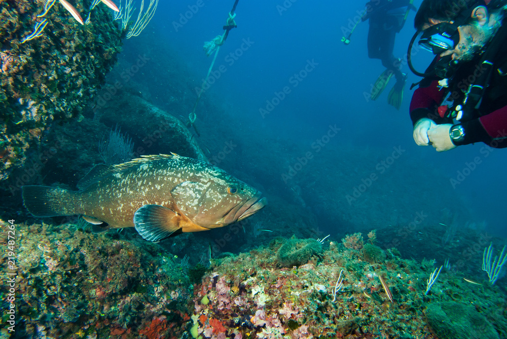 Fototapeta premium Dusky Grouper Epinephelus marginatus