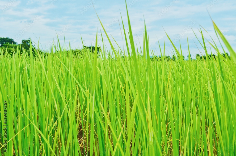 Fototapeta premium Rice field green grass , Thailand