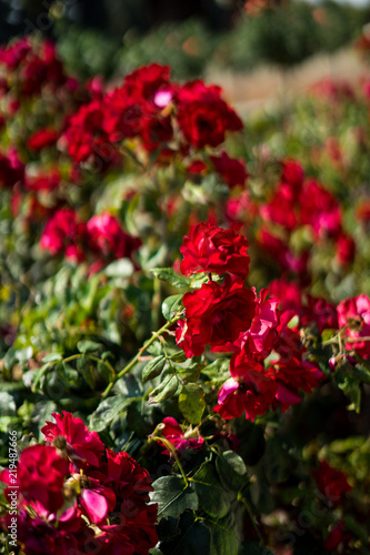 red rose in Rose Gardens