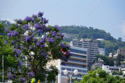 熱海の街とジャカランダの花