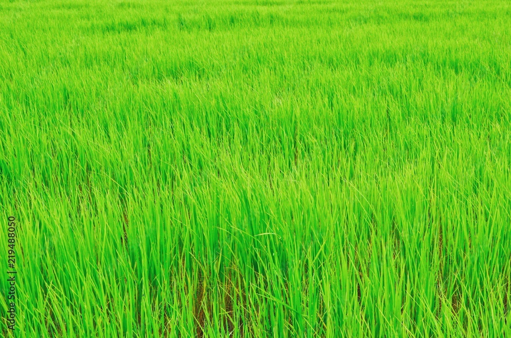 Rice field green grass , Thailand
