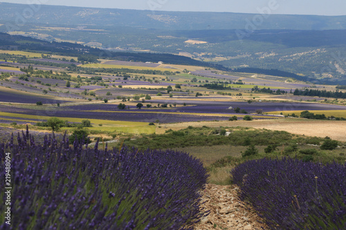 Fototapeta Naklejka Na Ścianę i Meble -  Landscape of lavender fields in French Provence, Valensole