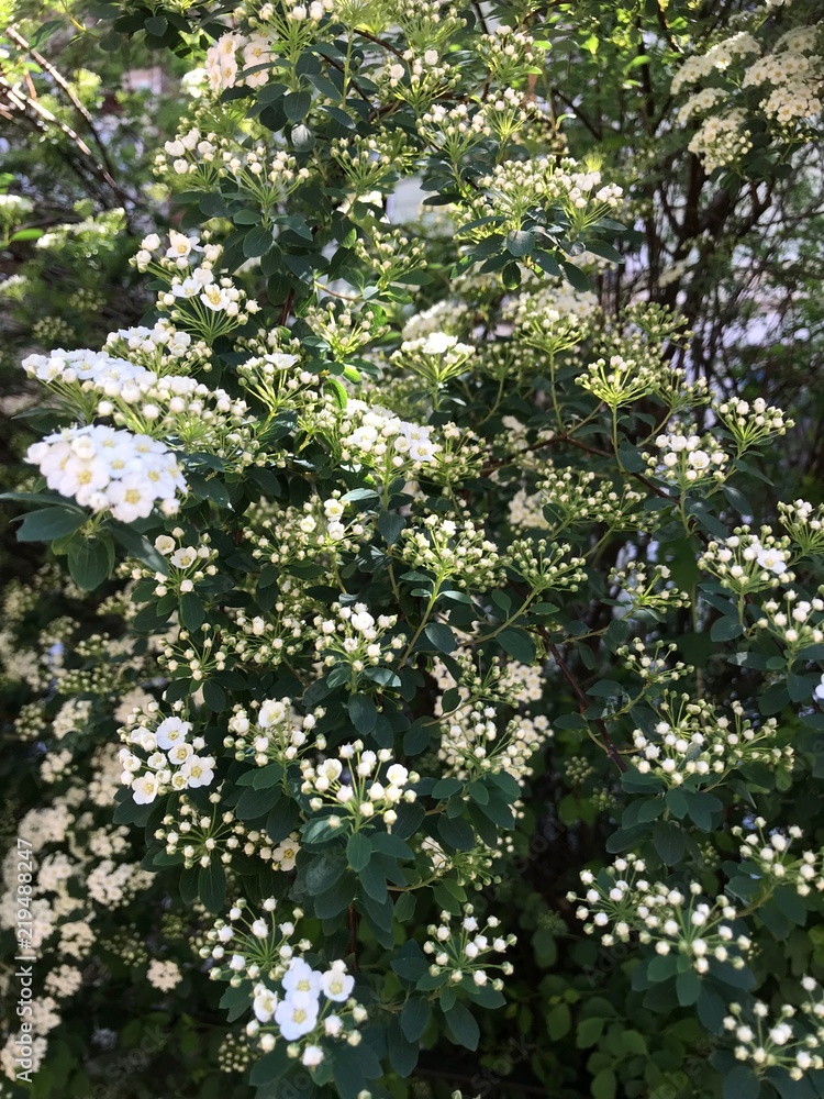 Obraz premium White Flowers