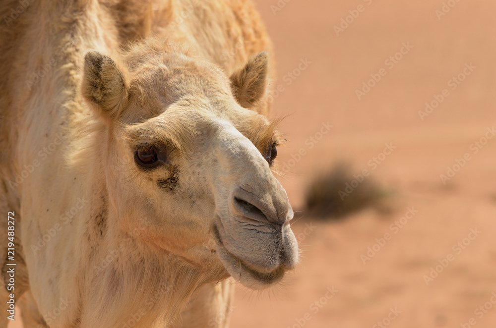 Fototapeta premium Close up of a camel walking