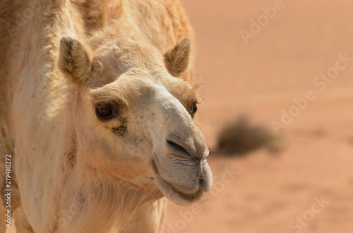 Close up of a camel walking © Dionell