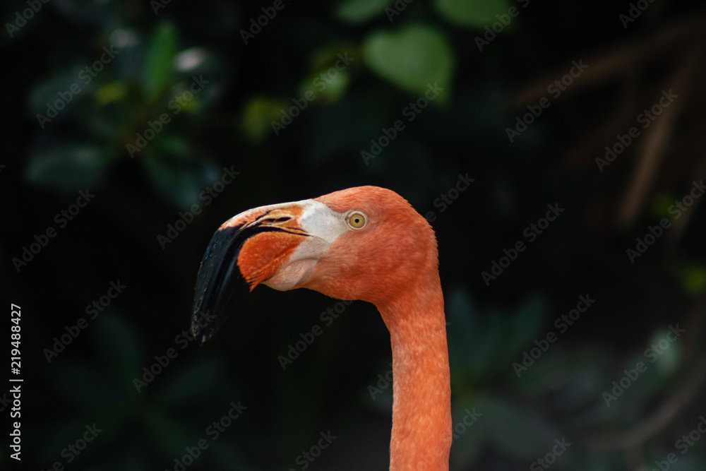 Fototapeta premium Caribbean flamingo