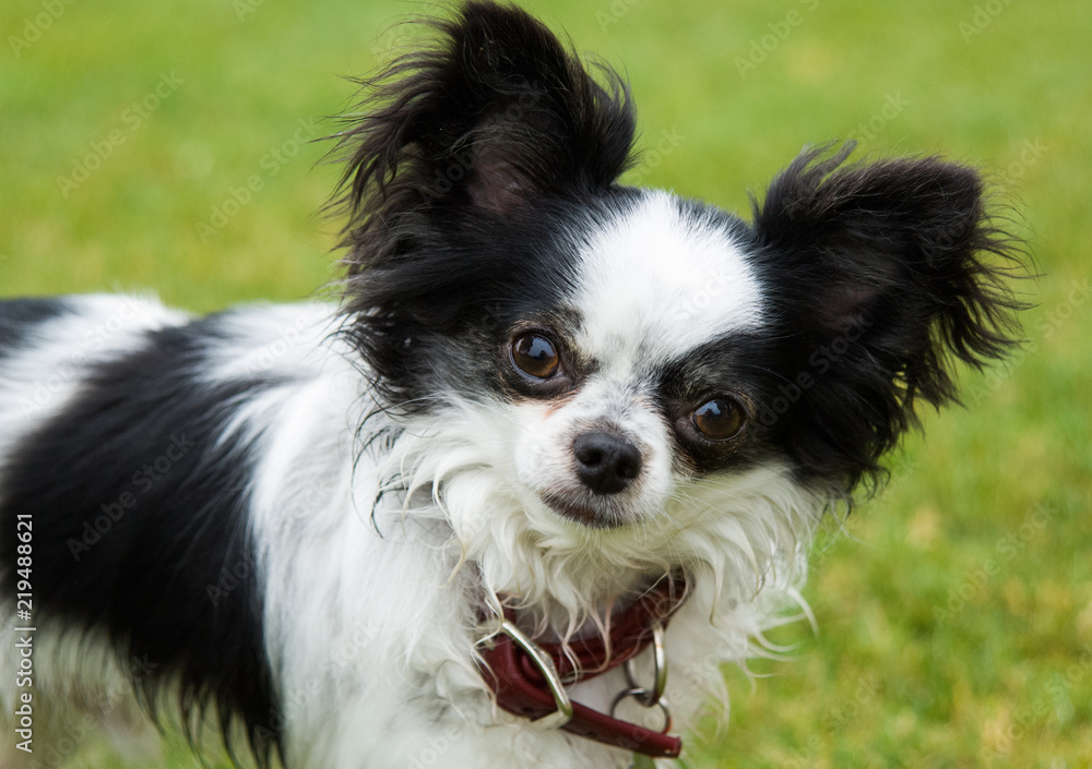 Chihuahua dog outdoor portrait in grass Chihuahua dog outdoor portrait in grass